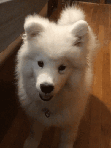 Dog Hewwo GIF