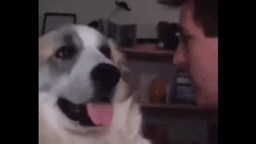 Dog Hiko Baba GIF