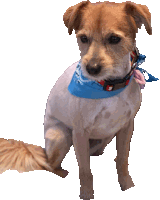Dog Sticker