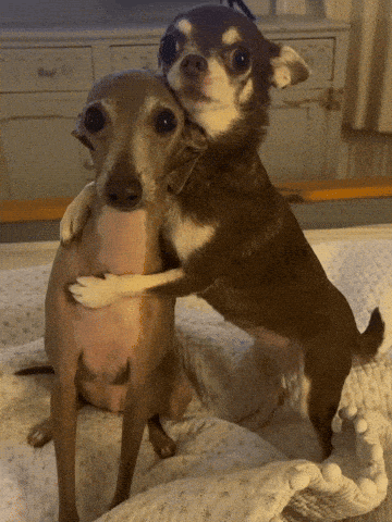 Dog Hug Scared GIF