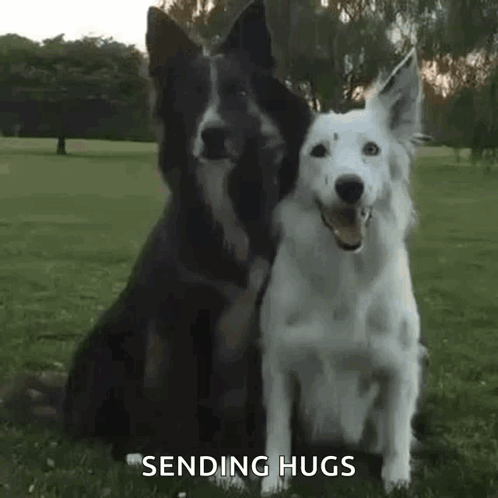 Dog Hugs GIF
