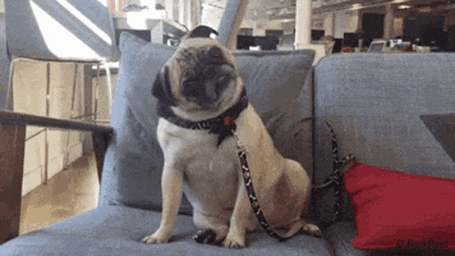 Dog Huh GIF