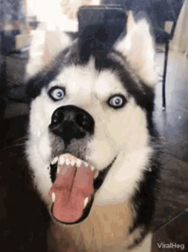 Dog Huskies GIF