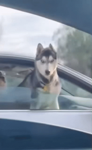 Dog Husky GIF