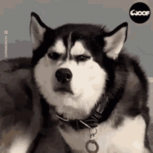 Dog Husky GIF