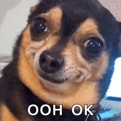 Dog Iseeyou GIF
