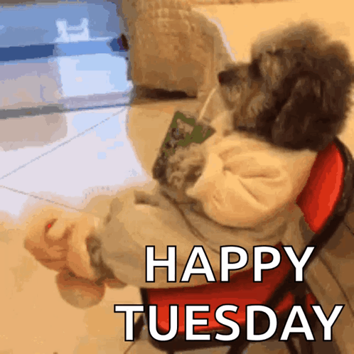 Dog Juicebox GIF. This 498 x 498 animated GIF is part of our happy birthday puppy collection. Created by rondale. View the original animation, share it, or…