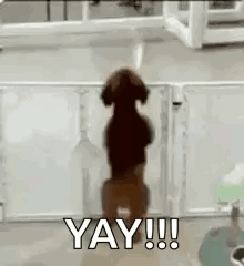 Dog Jump GIF