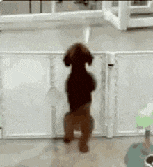 Dog Jump GIF