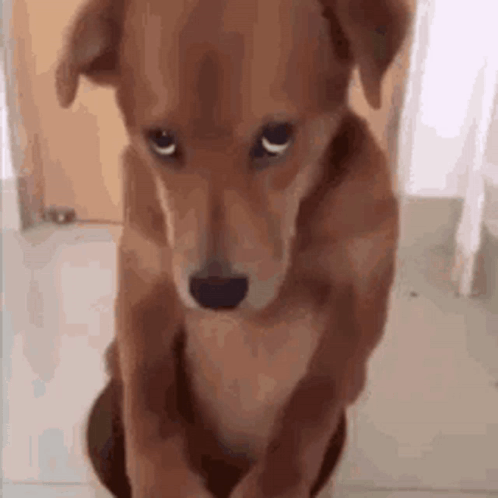 Dog GIF