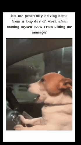 Dog Long Day GIF