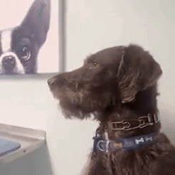 Dog Looking Dog Side Eye GIF