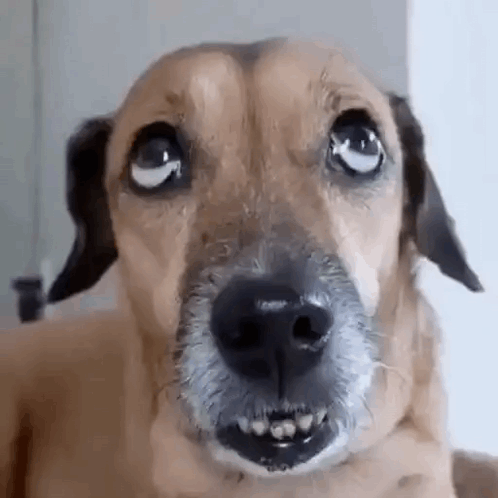 Dog Looking Up GIF