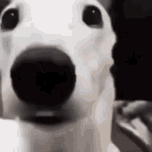 Dog Los Sapos GIF