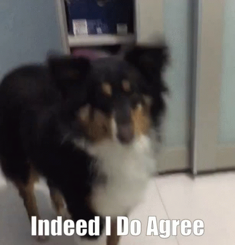 Dog GIF