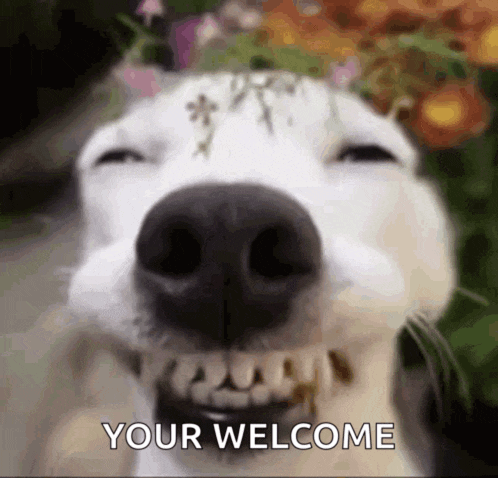 Dog Meme
