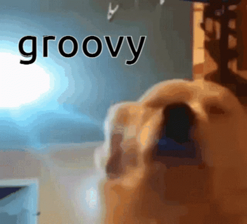 Dog Meme GIF