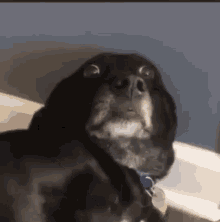 Dog Meme GIF
