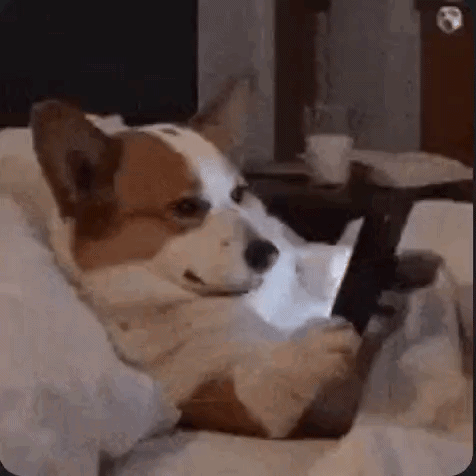 Dog Meme Funny GIF