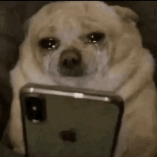 Dog Meme Meme Dog GIF
