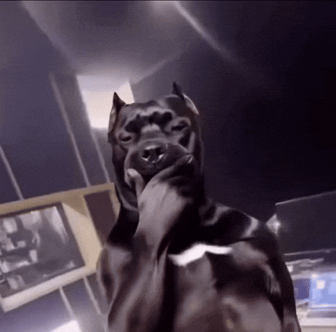 Dog Meme GIF