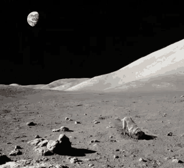 Dog Moon GIF