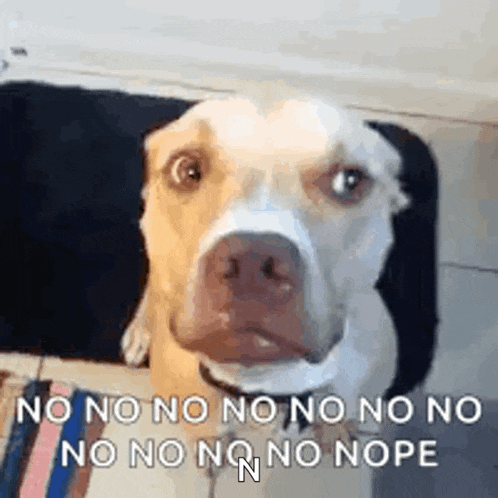Dog No GIF