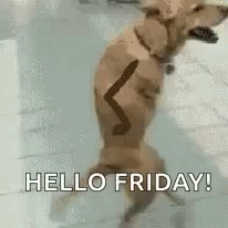 Dog Noodle GIF