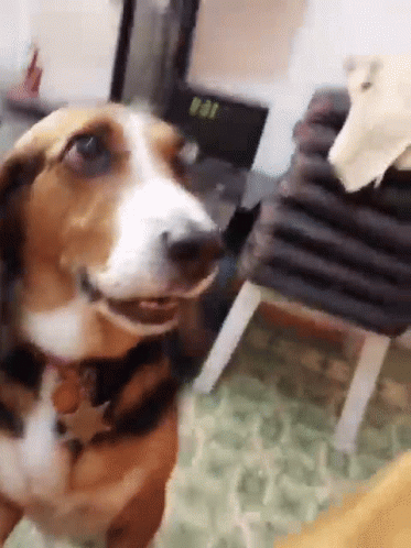 Dog Paw Paw GIF