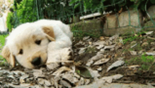 Dog Pet GIF