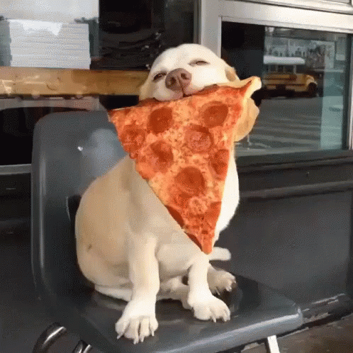 Dog Pizza GIF