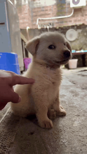 Dog Poke GIF