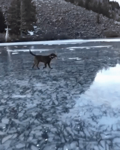 Dog Poop GIF