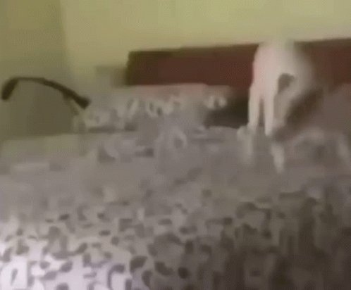 Dog Pooping On Bed Spinning Dog GIF