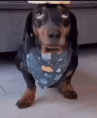 Dog Pup GIF. This 328 x 396 animated GIF is part of our happy birthday puppy collection. Related themes include rice. Created by shownape. View the original…