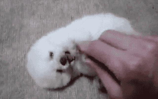 Dog Pup GIF