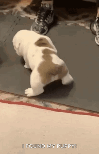 Dog Puppy GIF
