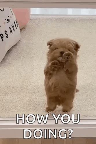 Dog Puppy GIF