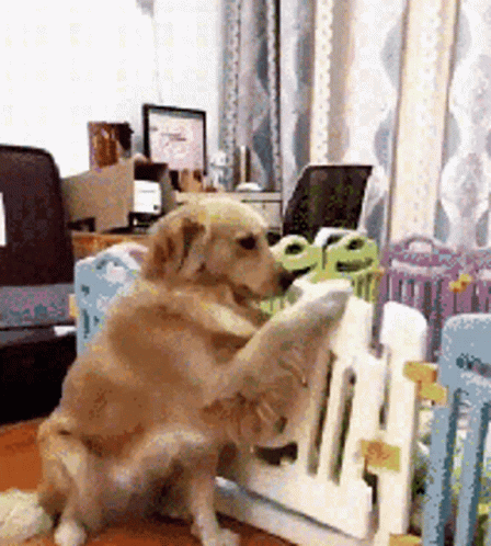 Dog Puppy GIF. This 448 x 498 animated GIF is part of our lustiger dienstag collection. Related themes include cute puppy, funny animals, funny dog. Created…