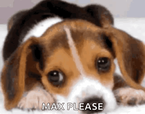 Dog Puppy GIF
