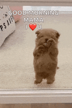 Dog Puppy GIF