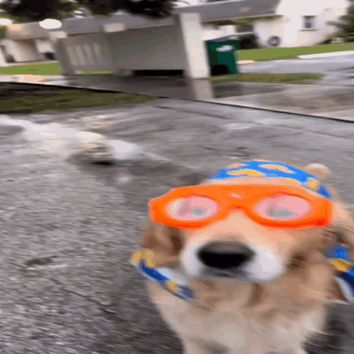 Dog Rainy Dog GIF