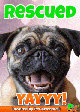 Dog Rescue Adoption Foster Pj Petjuvenate Adopt A Puppy GIF