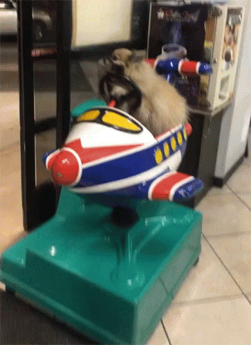 Dog Ride GIF. This 363 x 498 animated GIF is part of our funny airplane collection. Related themes include funny animals. Created by funnypetvideos. View…