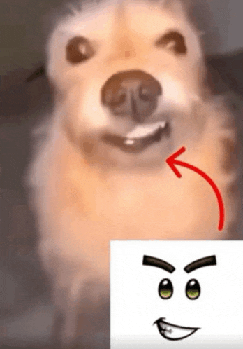 Dog Roblox Smile Xurchess Meme