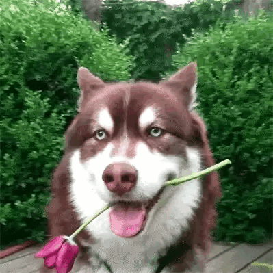 Dog Rose GIF