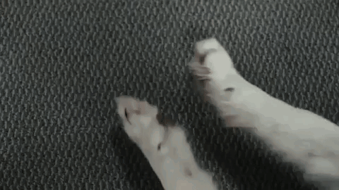 Dog Rubbing Hands Oy Vey GIF. This 480 x 270 animated GIF is part of our oy vey collection. Created by zaesthetic01. View the original animation, share it…