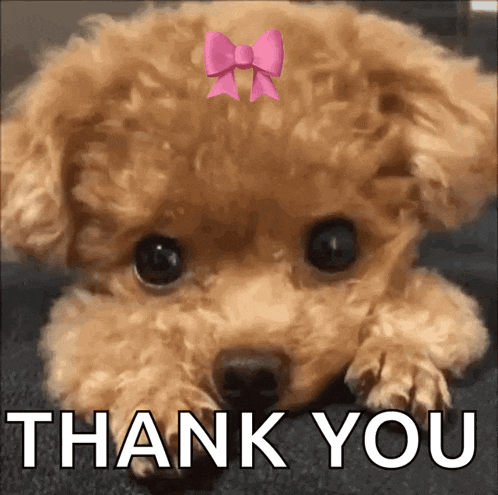 Dog GIF