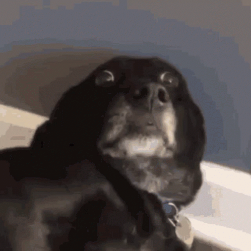 Dog Scared GIF