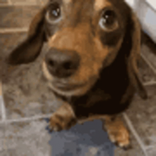 Dog Scareddog GIF